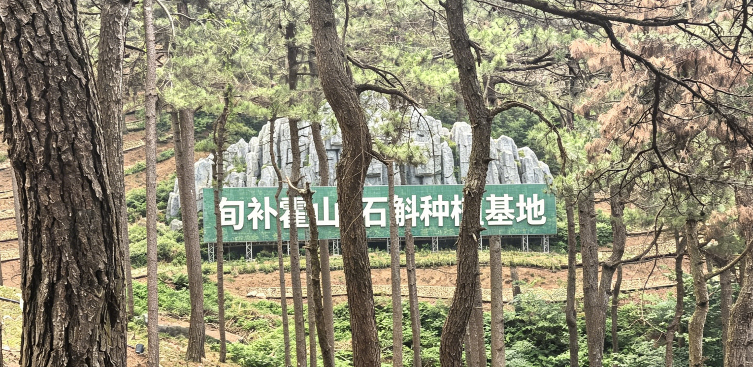 霍山铁皮石斛种植基地远景